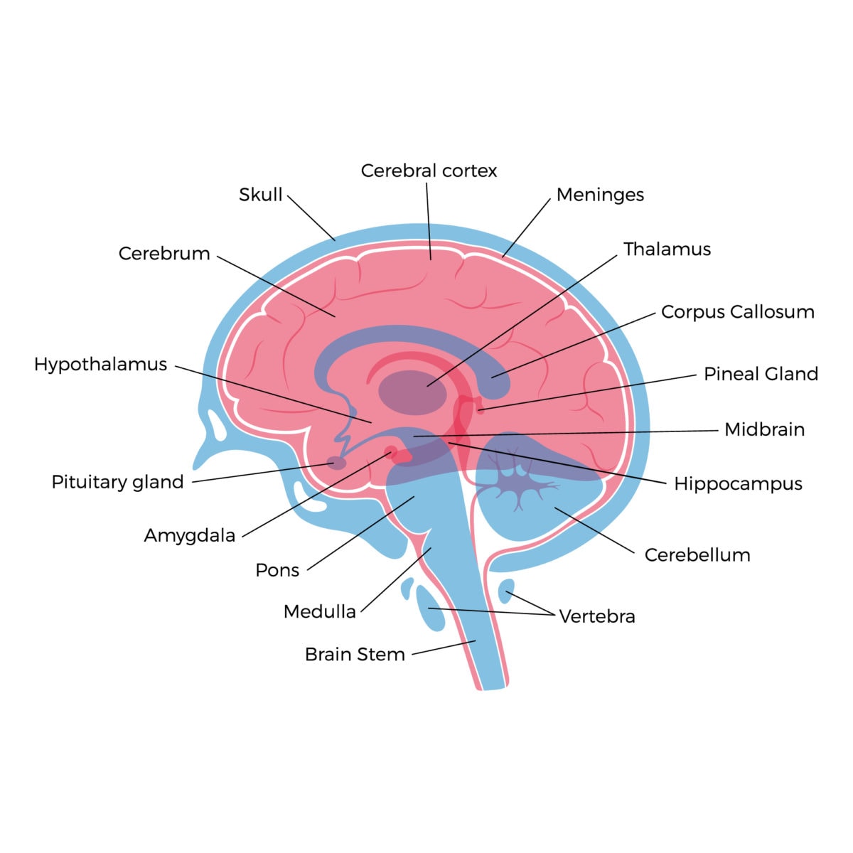 What is the Brain? | Nashville Neurosurgery Associates